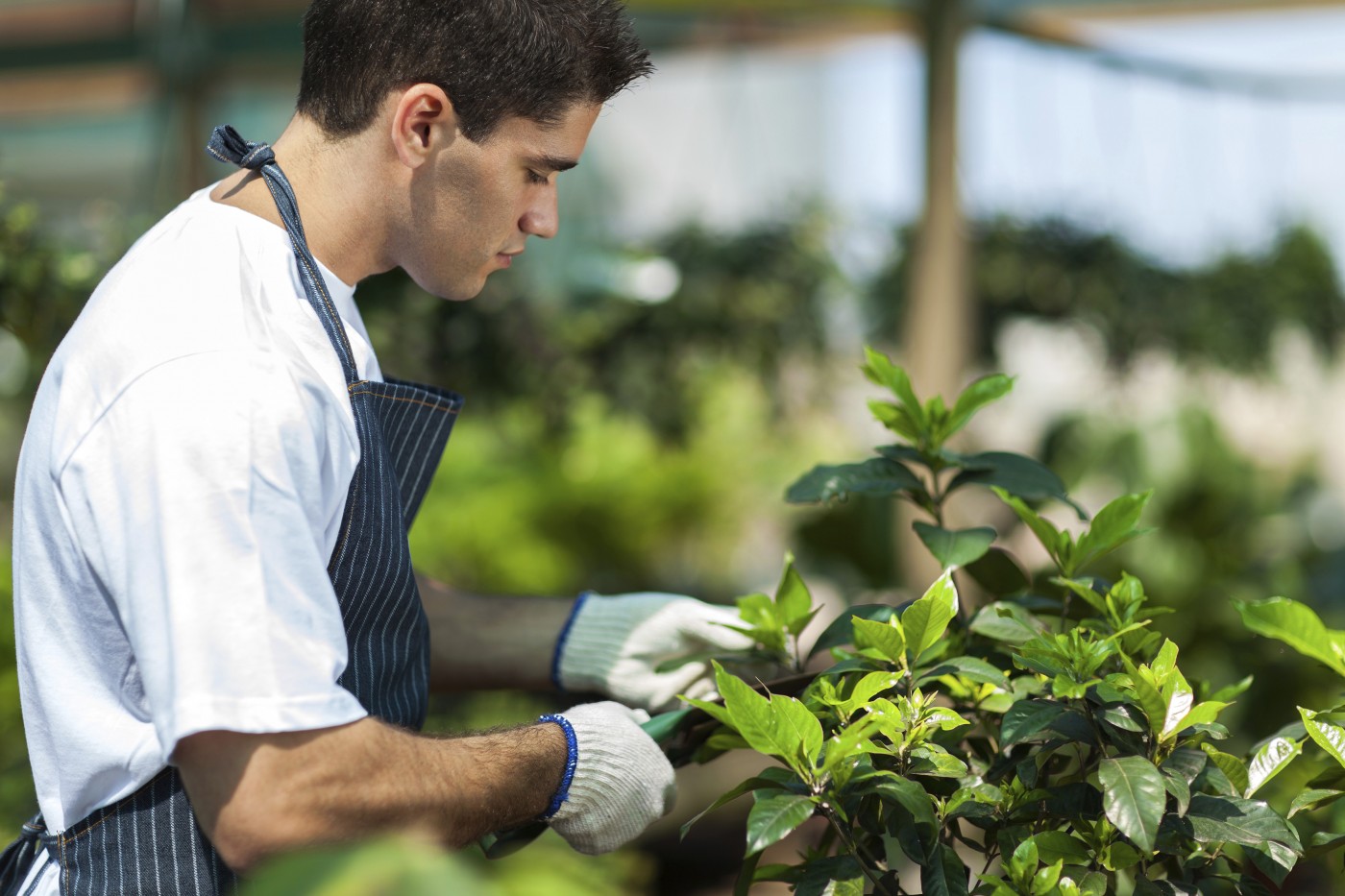 gardener working in garden